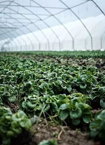 ���x�Ӿ۱�ϩ����NPAM���a�S�ң��Uˮ̎���N�Ĳˣ�߀�ܳԆ�?