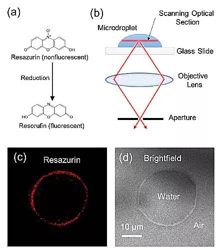 2019�����၆�F�S�����W(xu��)߀�ǿƌW(xu��)?΢�׼�ˮ�ξ��Ǹ�Ч߀ԭ��