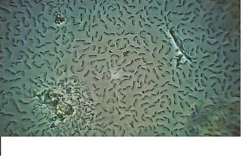 ��(y��u)�|(zh��)�����V�ϏS����ˮ̎��ָʾ��΢�����ȫ!����������