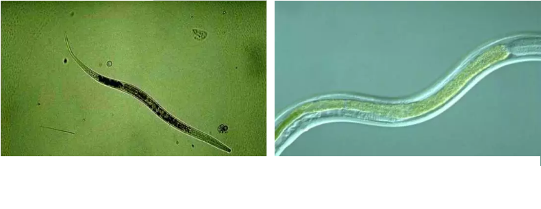 ��(y��u)�|(zh��)�����V�ϏS����ˮ̎��ָʾ��΢�����ȫ!����������