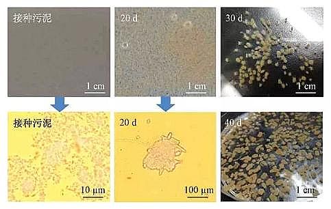 ��Ҏ(gu��)��۠����̿���a(ch��n)�S�Һ����w������+Ĥ���ﷴ����̎������������ˮ�������γɡ���Ⱦ��ȥ��Ч��