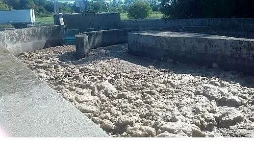 ��Ʒ�|(zh��)Ҭ������̿�S����Û����ĭ��M. parvicella���ĺ���